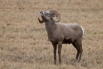 Bighorn Sheep in Salmon Idaho