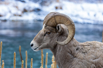 Bighorn Sheep in Salmon Idaho