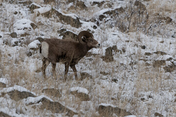 Bighorn Sheep in Salmon Idaho