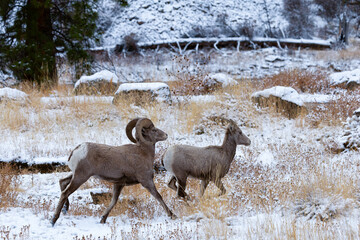 Bighorn Sheep, Salmon Idaho