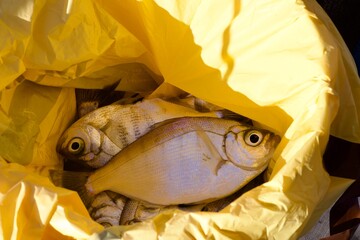 Bucket of freshly caught fish