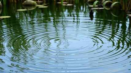 Naklejka premium Gentle ripples on the surface of still water with a backdrop of submerged aquatic plants, calm, blurred background, serene