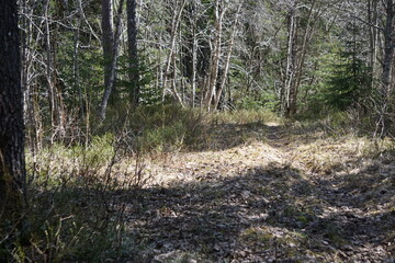 Heggem 4th may, forestroad