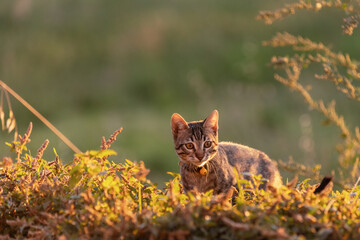 Orange Tabby Cat in a Garden at Dusk