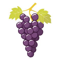 Grapes vector illustration on white background. 