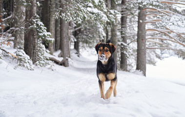 A medium-sized black and tan dog stands confidently in a snow-covered forest pathway. The natural winter backdrop frames the dog with serenity and beauty.