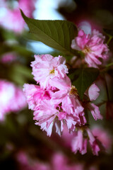 close-up of a branch of blossoming sakura