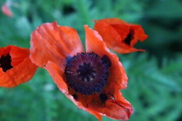 Red Poppy Flower