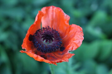 Red Poppy Flower