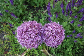 Purple Puffy Flower