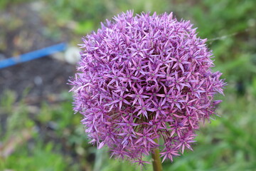 Purple Puffy Flower