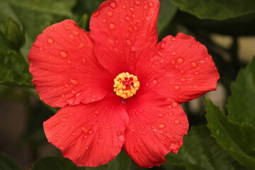 Red Flower