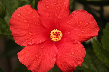 Red Flower