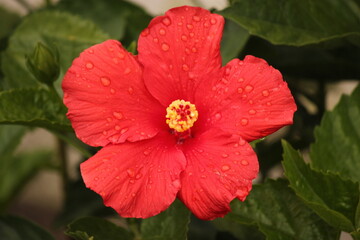 Red Flower