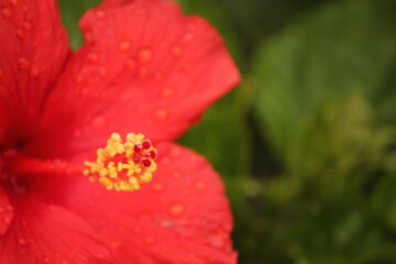 Red Flower