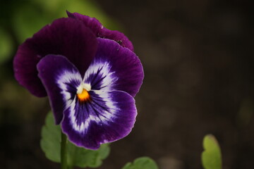 Purple Iris Flower