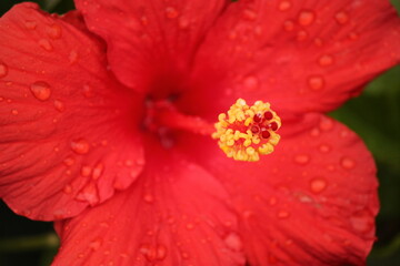 Red Flower