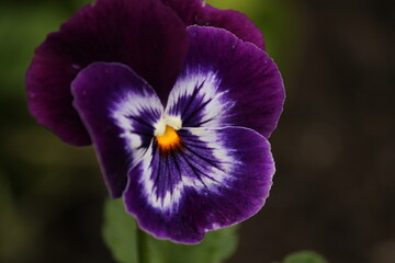 Purple Flower