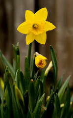 Yellow Flowers