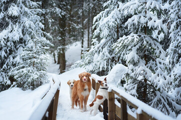 A Nova Scotia Duck Tolling Retriever and other dogs walk together on a wooden bridge covered in snow amidst a dense forest. The moment captures companionship in a serene wintry setting.