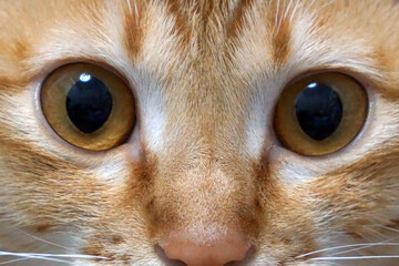 A captivating close-up reveals the mesmerizing amber eyes and ginger fur of a tabby cat