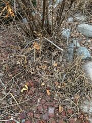 Overgrown Landscape with Rocks and Dried Vegetation