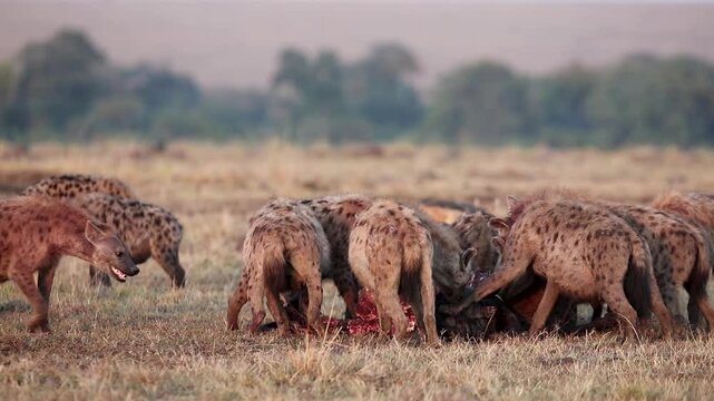 A group of spotted hyenas gathered around and feeding on the remains of a gnu antelope in a savannah landscape, showing natural predatory behavior