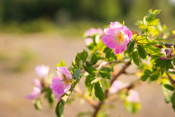 Pink wild rose flowers in the sun. Rosa rubiginosa (sweet briar, sweetbriar rose, sweet brier or...