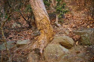 今にも折れそうなほど朽ちた木, decayed tree