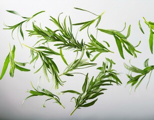 Obraz premium Estragon