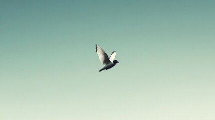 Obraz premium Single bird in flight against a clear sky.