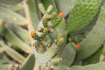 Unique cactus plant with vibrant red fruit growing in a sunny garden setting during late spring