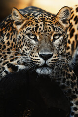 Ceylon leopard (Panthera pardus kotiya) detail portrait