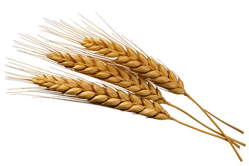 Wheat ears on transparent background 