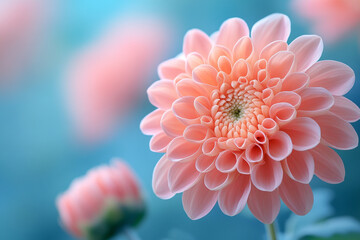 Fototapeta premium Delicate Pink Dahlia Blossom Softly Blooms