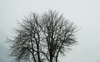 Hoher kahler Baum vor grau-weißem Himmel bei Nebel, Frost und Kälte am Morgen im Winter