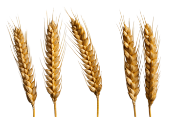 Wheat ears on transparent background