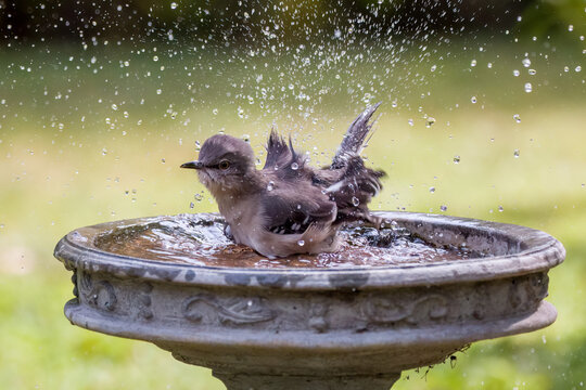 Northern mockingbird bathing in bird bath