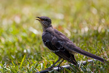 Northern mockingbird juvenile perched on garden hose in grass