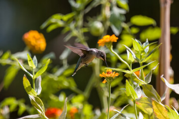 Ruby-throated hummingbird with zinnia flowers © Gabe