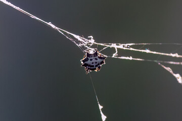 Spiny orb weaver spider on web