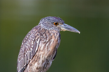 Juvenile yellow-crowned night heron near pond