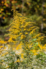 Goldenrod flowers in bloom