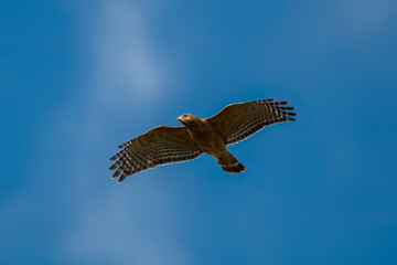 Red-shouldered hawk soaring in flight