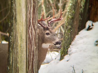 Whitetail Buck in Glacier National Park with Beautiful Brown Antlers