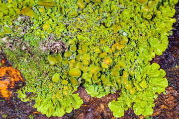 Xanthoria parietina - yellow-green lichen on a tree branch, Odessa