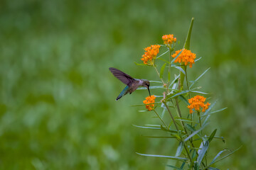 Ruby-throated hummingbird flying and feeding on orange butterfly milkweed flowers with green background