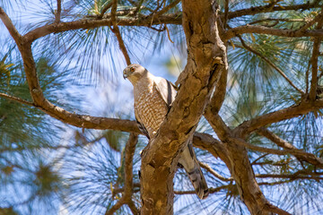 Cooper's hawk perched on pine limb