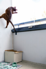 Playful Cat Jumping on the Balcony