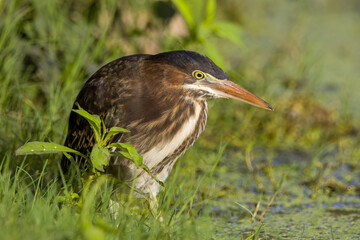 Green heron close up on edge of pond in green plants